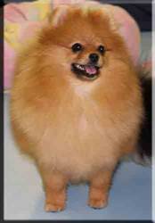 Char's Best of My Love