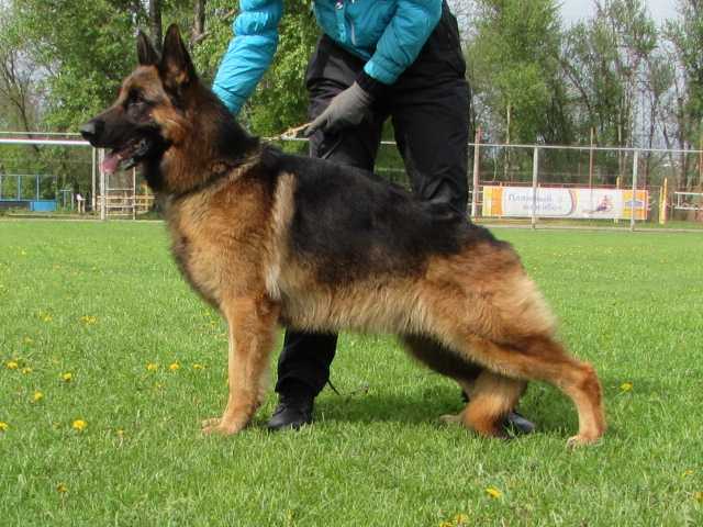 Norvik Gven Blaid