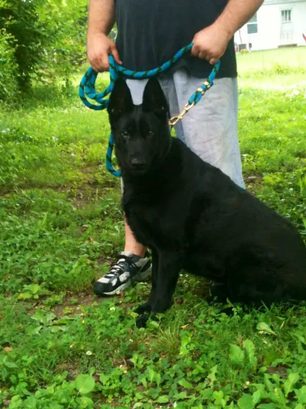 Devil dog onyx