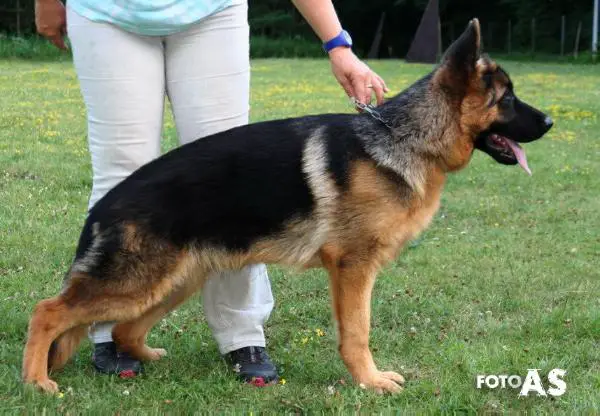 Pacco vom schwarzen Stamm