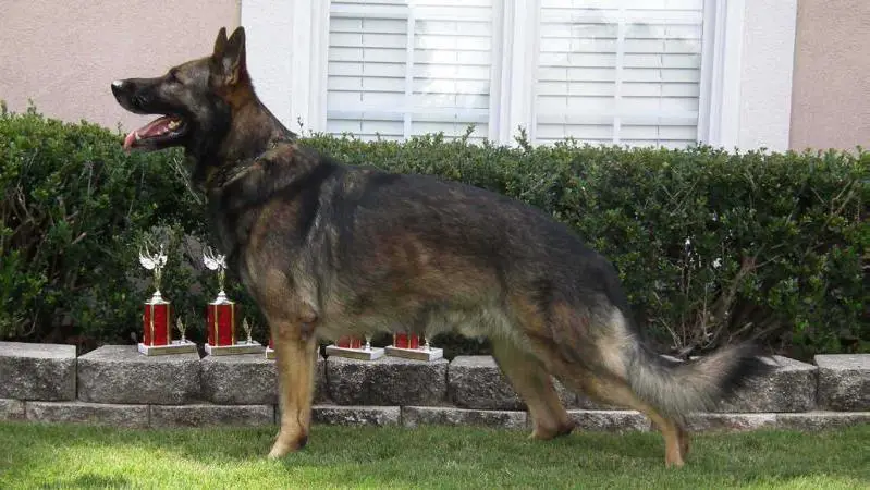 Lupo Jabina NK9 vom Norrishaus