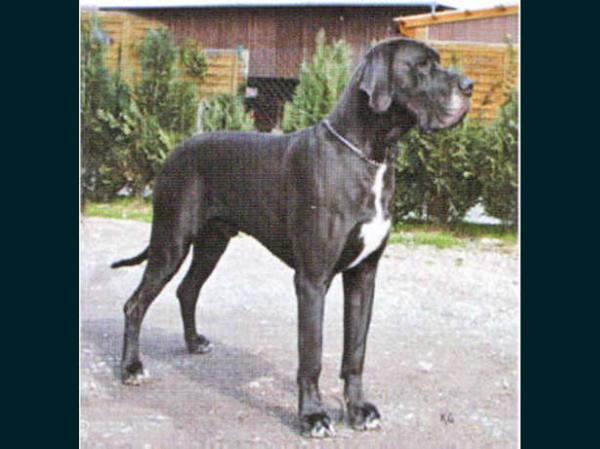 Wesiro vom SchloB Laupheim