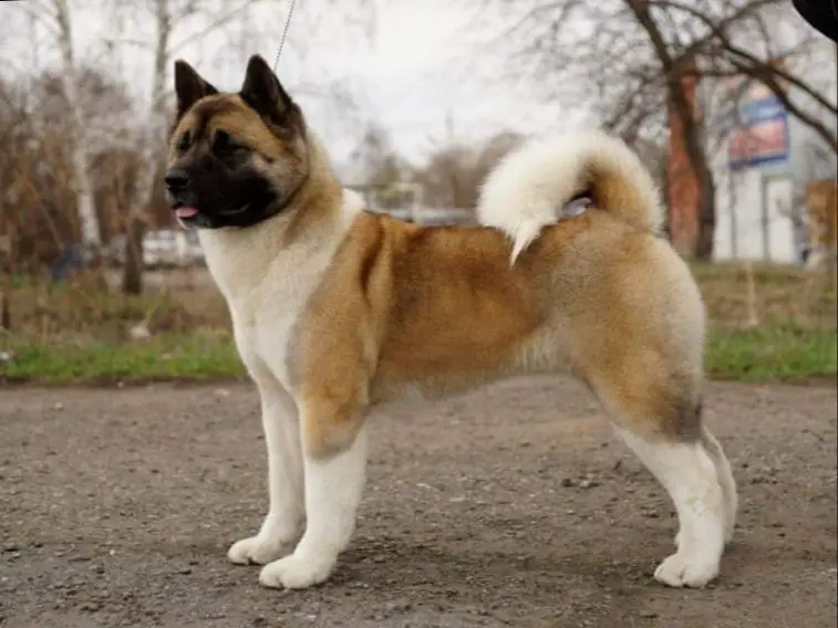 RUS/RKF CH, RUS JCH Amfashion Grazia