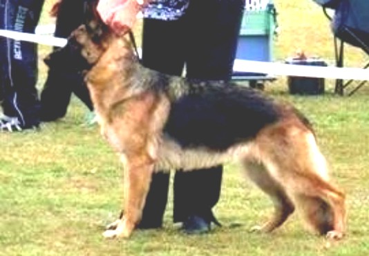 NZ.Ch. Iccara Future Focus at Sarelle