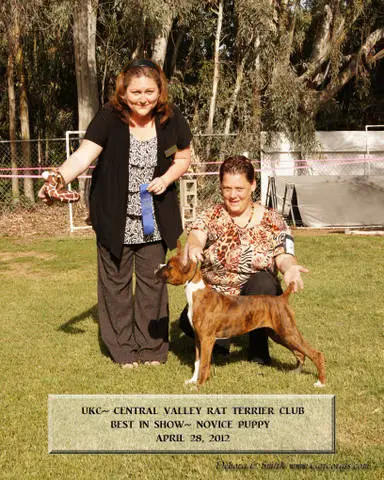UKC GRCH CH, UCI CH Vendetta's Third Times A Charm