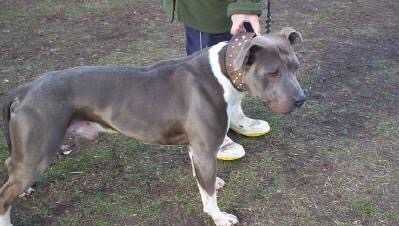 Attomoy Kiwi Connection