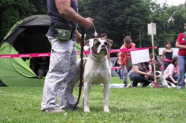 Special Bulls Siva of BoV