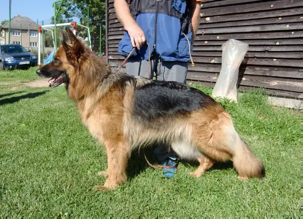 V1,CACIB, BOB Tery Rhodopy