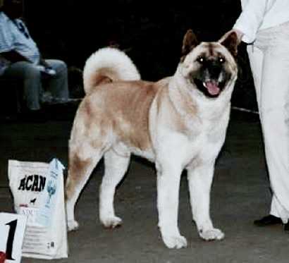 INT'L/RUS/KAZ CH, RUS JCH Vintage Red De Champernone