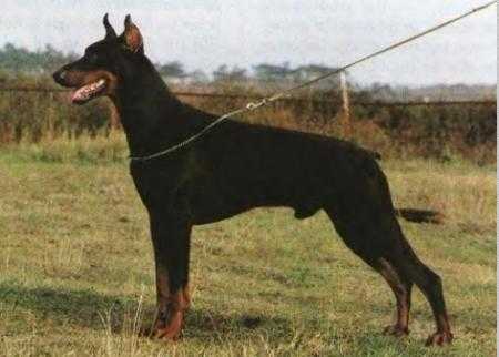 CH Graaf Aristo V Neerlandstam