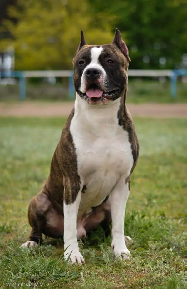 CH UA, JCH UA At Once The Best Blu-Diamond-Rose