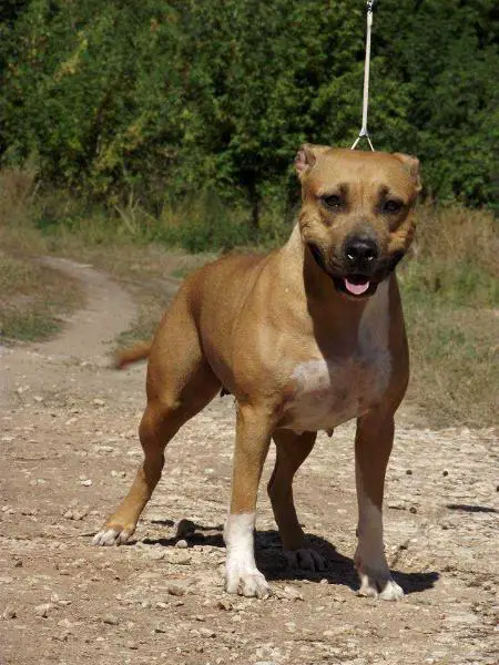 Zheltaya Rhapsody Zagadka