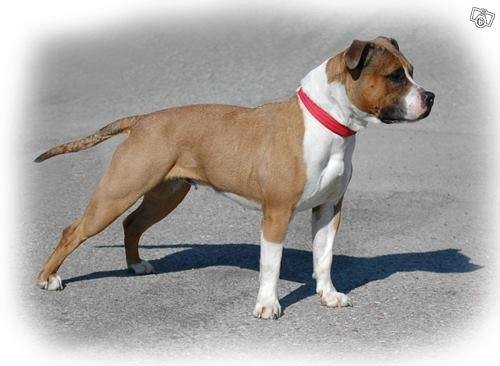 Cattam's Beautiful Bitch