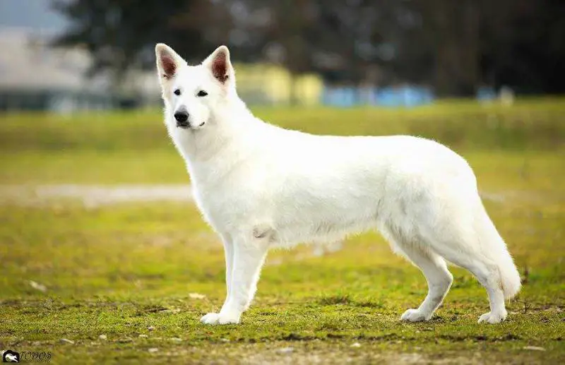 Ch, JCh MISS MA VIE Akbo Parchovany