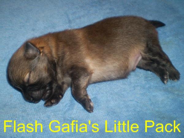 Flash Gafia's Little Pack