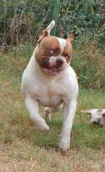 CH Simply Incred-A-Bull Absolute Havok