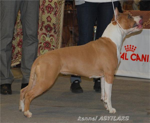 JCH RUS, CH RUS Astilars Anzhelika Markiza Angelov