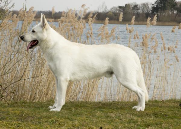 Kishan of Vivote Dogs