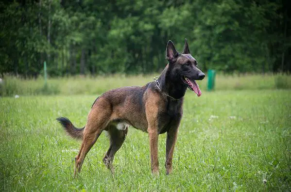 Rus Working Champion Terminator