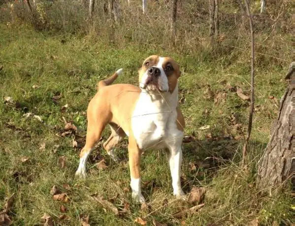 Praetorian Staff Miss Boogie