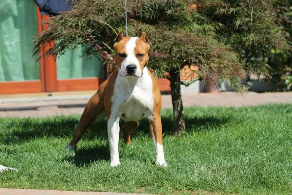Amstaff Style Mia