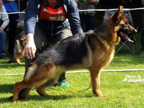 Shakyra von der Burgmühle