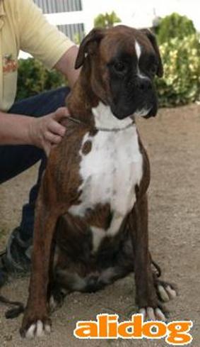 Agatha des Puig Major Nordics