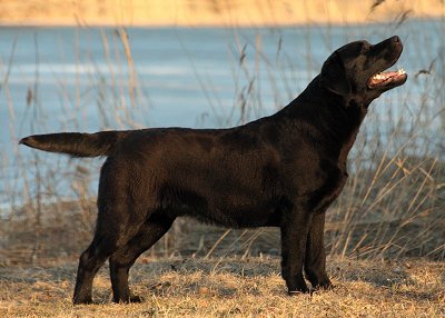 Waterline's Le Petit