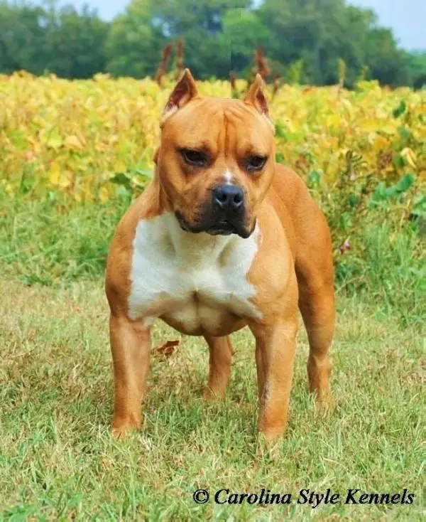 NC-Style's "The Best or Nothing"