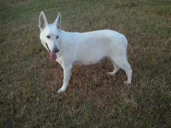Tipi S Rranch's Snowflake