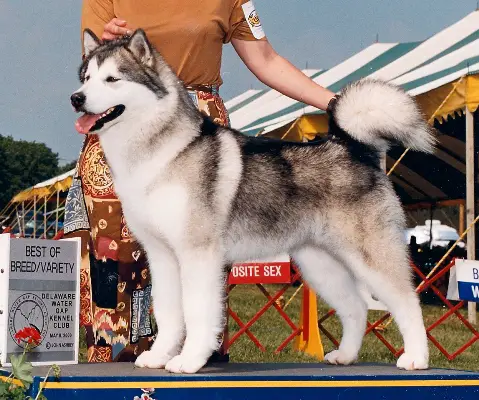 CH Moon Song Synrgy Of Snocreek