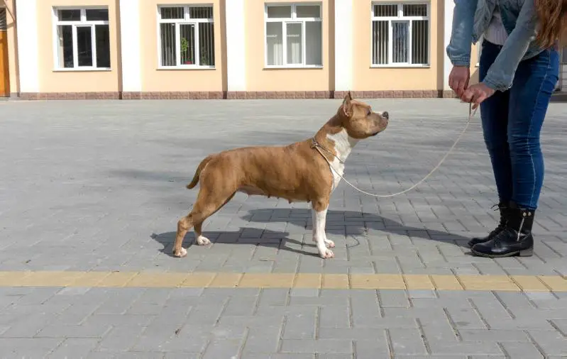 Gr.Ch. Denvers Elite Zvenislava