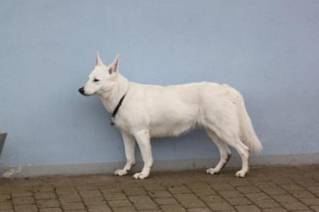 Egeborgs White Enya