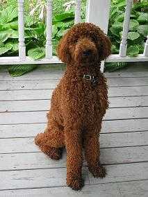 Charlie David Cooper-My Boy