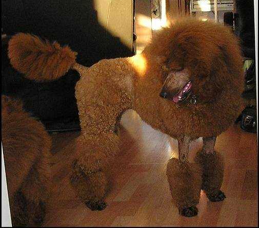 Dayspring Red Ashira Adorning