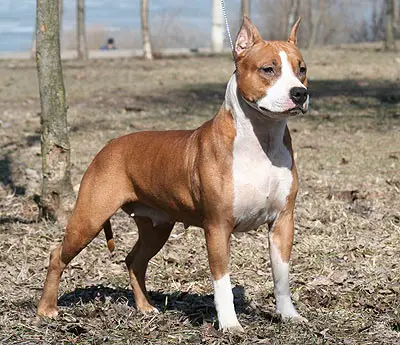 JCH, CH RUS, CH RKF Rus Magic Dream Cover Girl