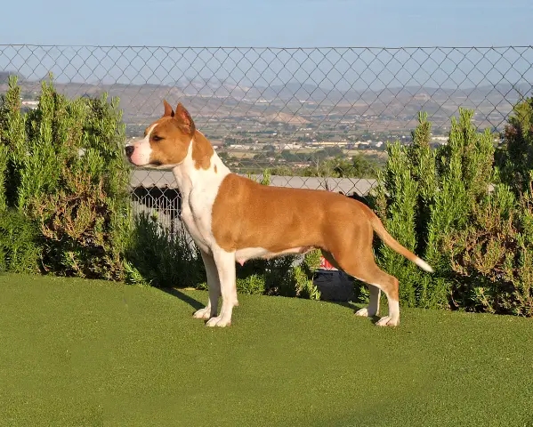 Susan de cans juansa