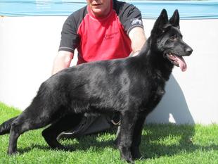 V3 BSZS 2015 Ola vom Vogelsberger Südhang