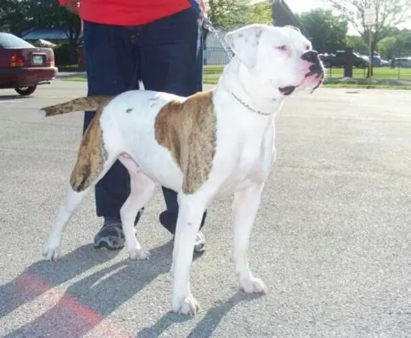 Forbidden Bloodline Miss Piggy