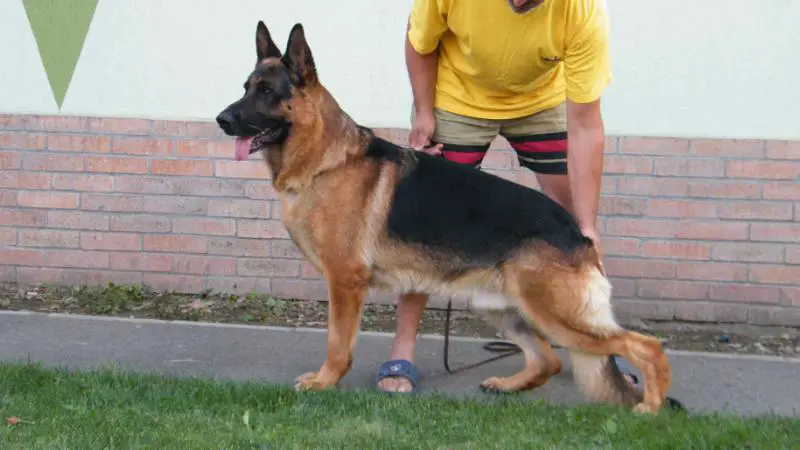 Felipe vom Osterberger-Land