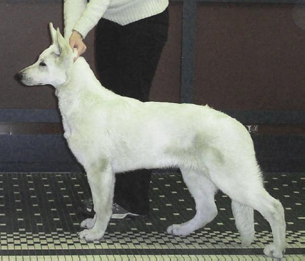 Royal Elite Elegance