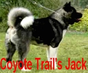 Coyote Trail's Jack