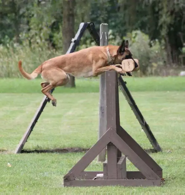 EMamba du Chenil de Loucyn