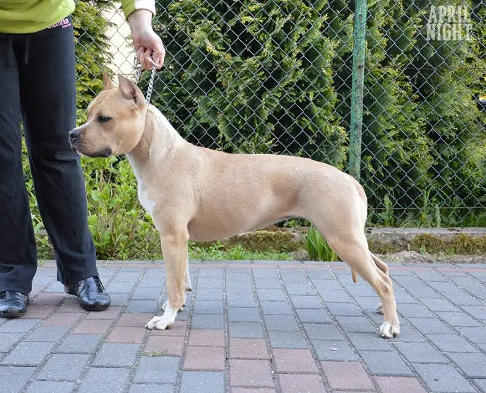 JCAC Tairis ESTIMA LUCIDA