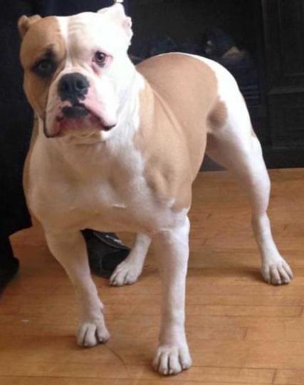 30th State's Hotshot of Holy Toledo Bullies