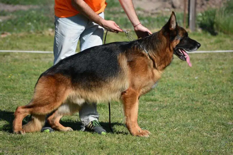 V Hercules von der Maxya