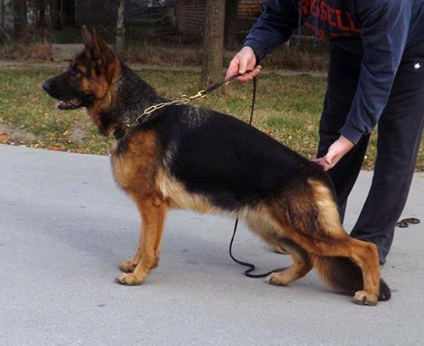 Divna Vovs Backa Muppet