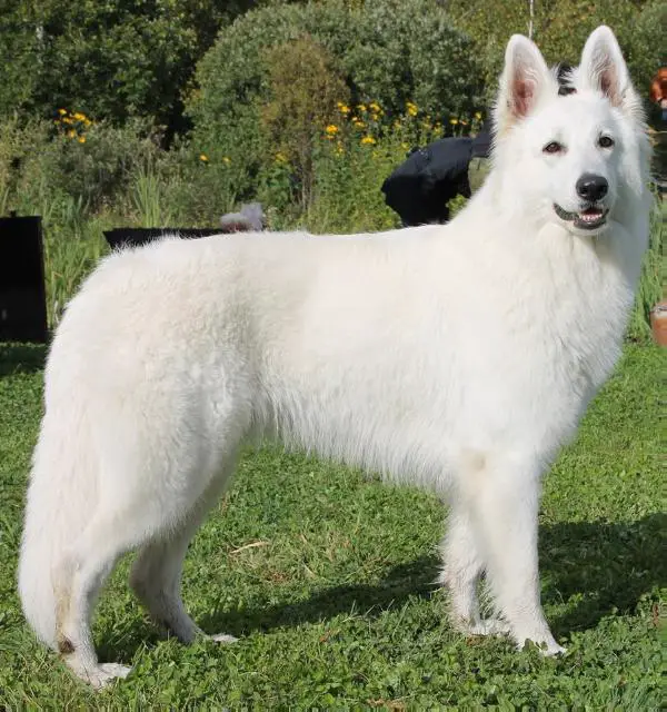 RUS JCH, RUS CH Glorious Defender Ariadna Lodestar