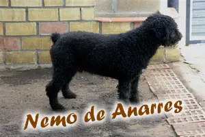 Nemo de Anarres
