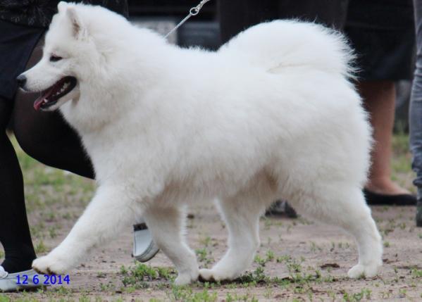 Vidana Ruta Iz Doma SHER